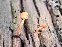 Tubaria [Tubariaceae]